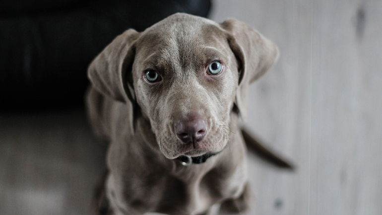 Μπορούν τα σκυλιά να «μυρίσουν» τον κορωνοϊό; Οι έρευνες Βρετανών γιατρών