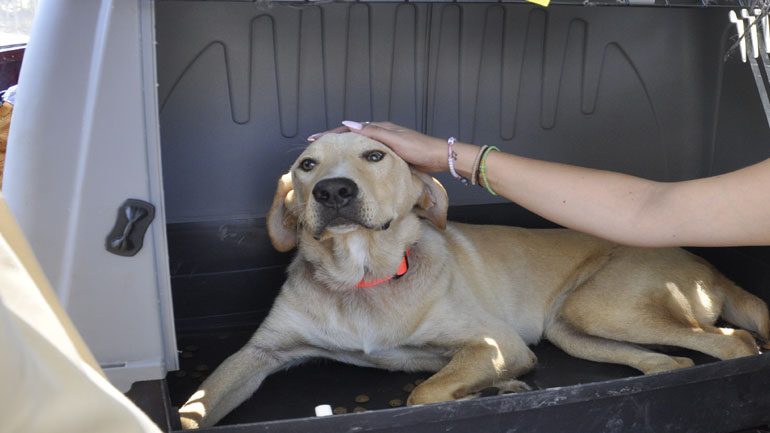 Αλεξανδρούπολη: Έκπτωση 50% στους λογαριασμούς ύδρευσης για όσους υιοθετήσουν αδέσποτο