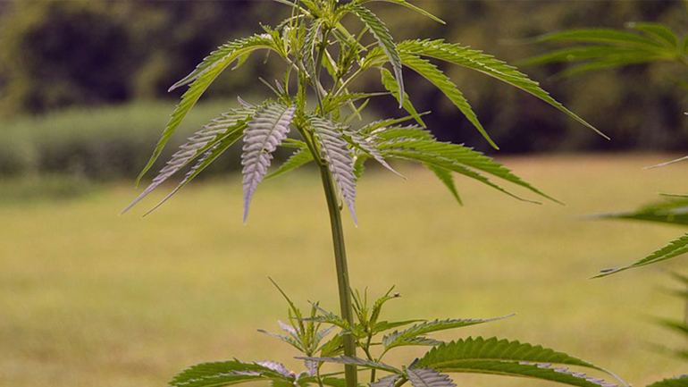 Καναδάς: Το Οντάριο αφαίρεσε την κάνναβη από τη λίστα προϊόντων βασικής ανάγκης