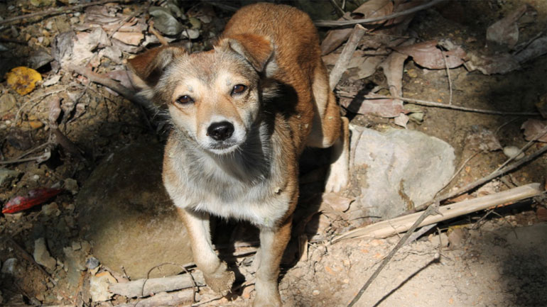 To KKE στηρίζει το αίτημα της Πανελλαδικής Φιλοζωικής Ομοσπονδίας για τη σίτιση και φροντίδα ζώων