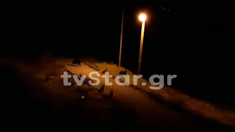 Τα αγριογούρουνα κάνουν βόλτες στη… Λαμία 