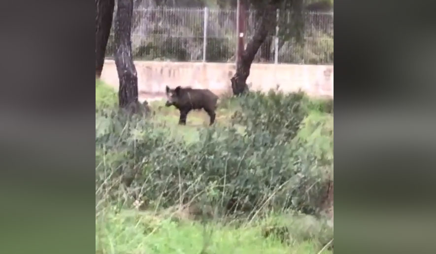 Αγριογούρουνα κάνουν βόλτα και στη… Νέα Μάκρη
