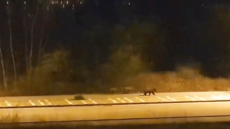 Καστοριά: Μεταμεσονύκτιες βόλτες για τρεις αρκούδες εν μέσω καραντίνας