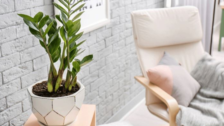 Πέντε λόγοι που τα φυτά κάνουν καλό στην ψυχολογία μας