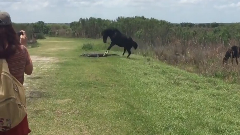 Ένα άλογο επιτίθεται σε αλιγάτορα
