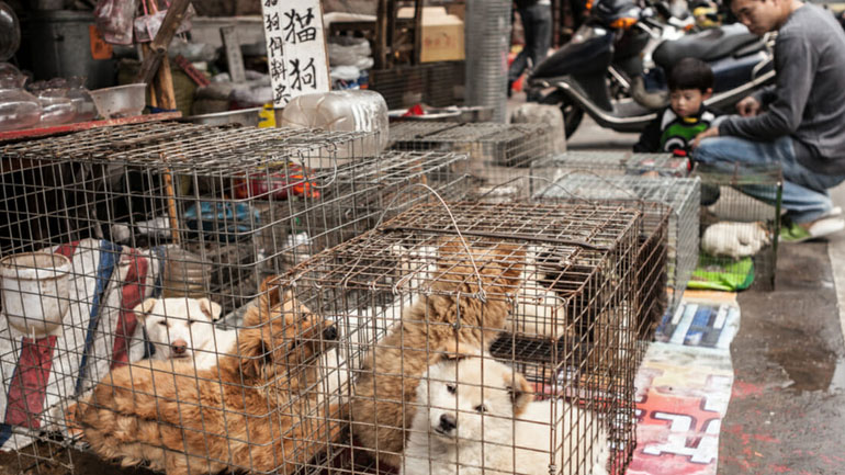 Προς απαγόρευση η κατανάλωση κρέατος σκύλου και γάτας στην Κίνα