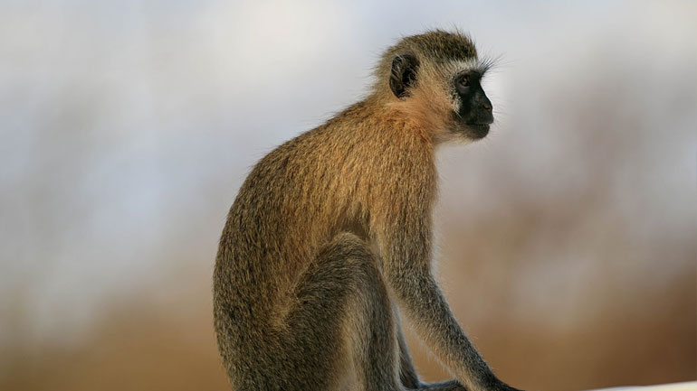 Αφρικανικές μαϊμούδες είχαν φθάσει στη Νότια Αμερική πριν 34 εκατομμύρια χρόνια
