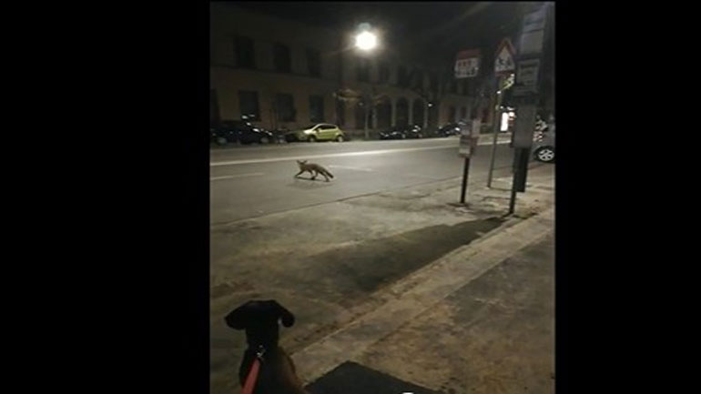 Αλεπού κάνει βόλτες στο κέντρο της έρημης Φλωρεντίας Αλεπού κάνει βόλτες στο κέντρο της έρημης Φλωρεντίας