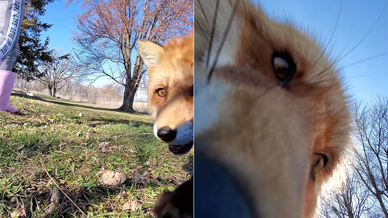 Αλεπού κλέβει ένα κινητό