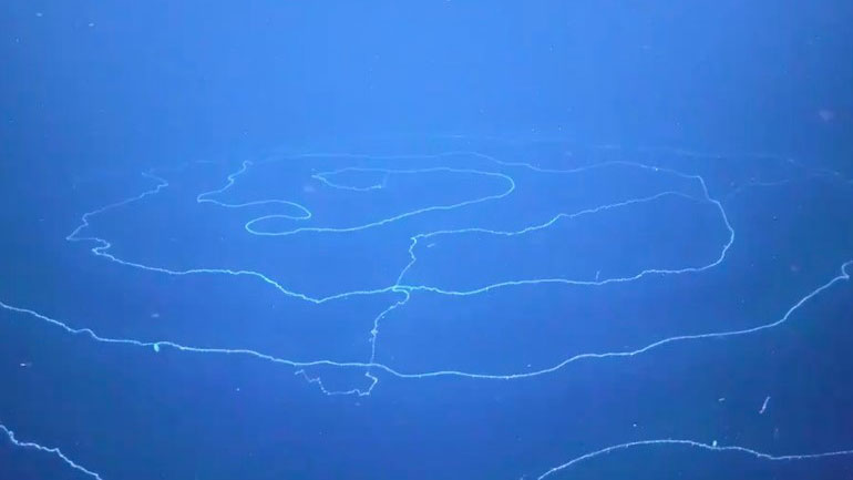 Ανακαλύφθηκε στα βάθη της θάλασσας το μακρύτερο στη Γη ζώο μήκους άνω των 120 μέτρων