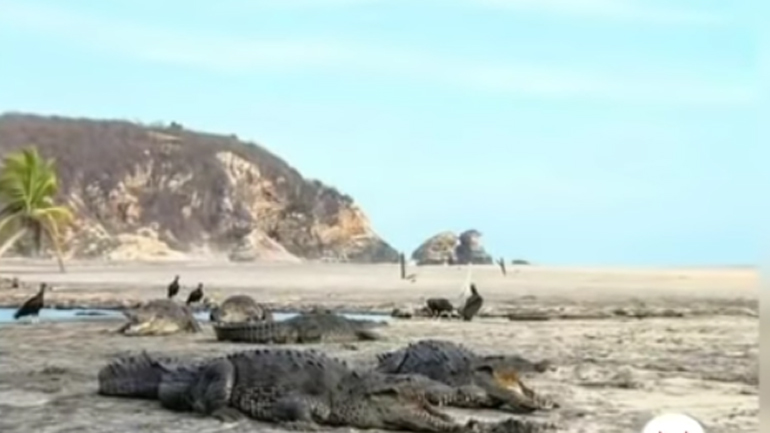 Κροκόδειλοι «κατέλαβαν» έρημη παραλία στο Μεξικό
