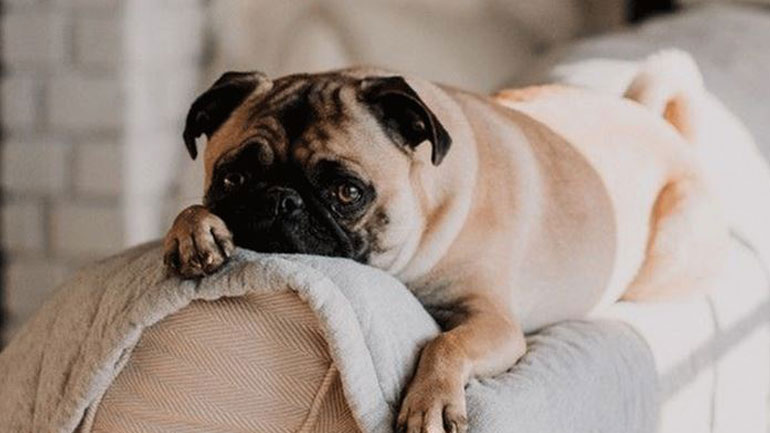 Δείτε το κόλπο για να μαζέψετε τις τρίχες του κατοικίδιού σας από τον καναπέ