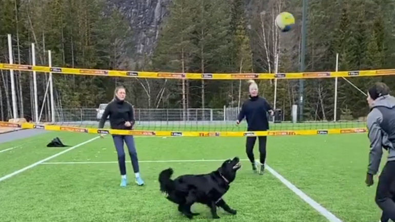 O σκύλος παίζει βόλεϊ