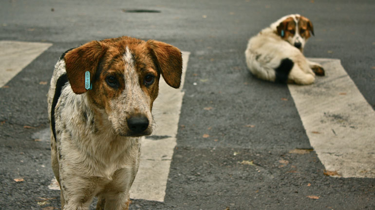 Επιχορήγηση 244 δήμων για την προστασία των αδέσποτων ζώων