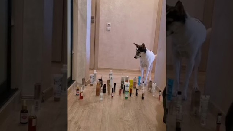 Ένας σκύλος και μια γάτα διασχίζουν εμπόδια