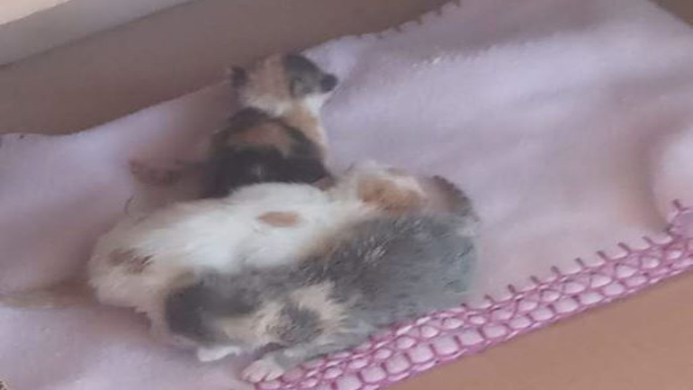 Βρέθηκαν και χαρίζονται νεογέννητα γατάκια στην Ελευσίνα – Άμεση ανάγκη για τον θηλασμό τους