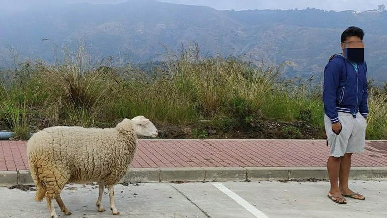 Βγήκε βόλτα με το… πρόβατο και αναστάτωσε την Μάλαγα