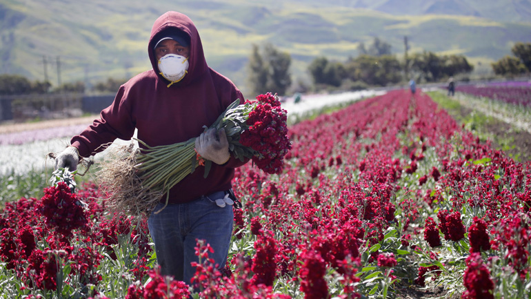 Μελέτη δείχνει πως ο αριθμός των κρουσμάτων στην Καλιφόρνια είναι πολύ μεγαλύτερος από τα επίσημα στοιχεία