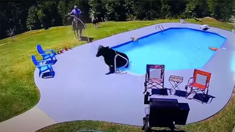 Καουμπόηδες και σκύλοι κυνηγούν μια αγελάδα στην πισίνα