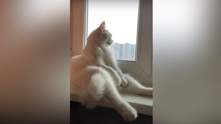 Ένας βαθιά στοχαζόμενος γάτος