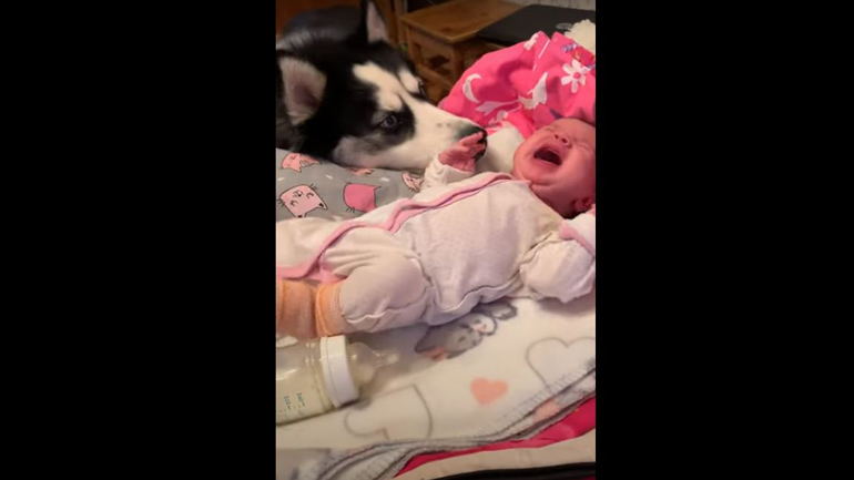 Χάσκυ επιχειρεί να καθησυχάσει μωρό