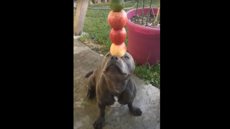 Άσκηση ισορροπίας για… σκύλους