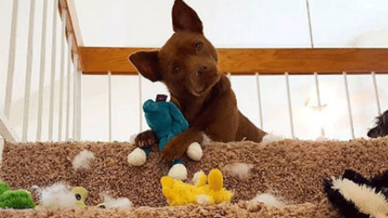 Ο σκύλος σου γίνεται υπερπροστατευτικός με τα παιχνίδια του;