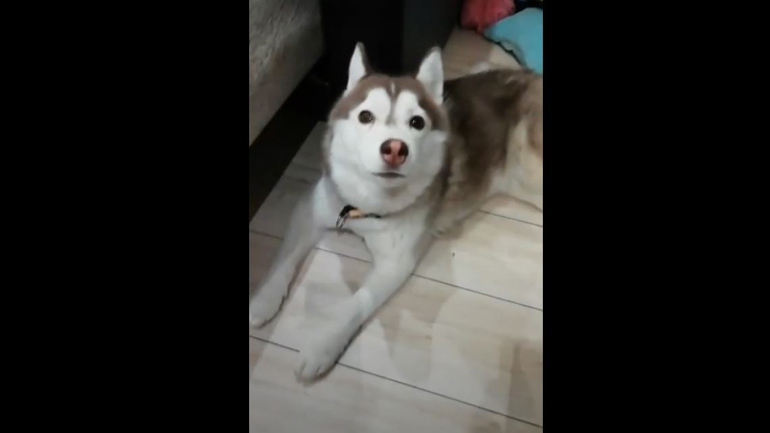 Γάβγισμα ή σειρήνα;