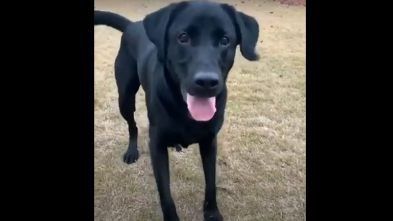 Σκύλος χορεύει από την ανυπομονησία του