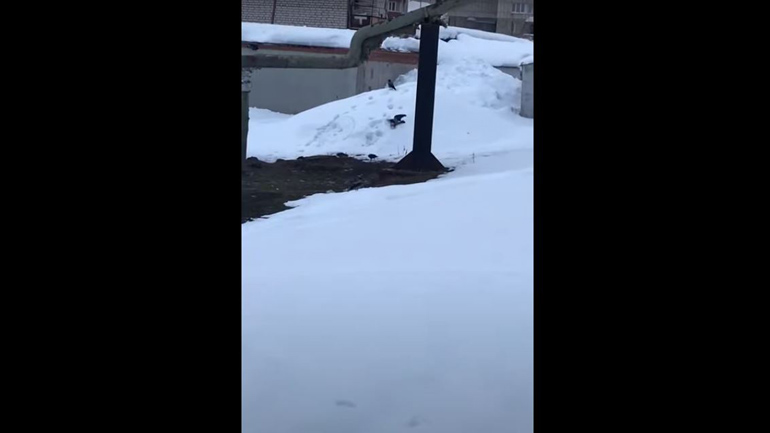 Κοράκι κάνει… σκι