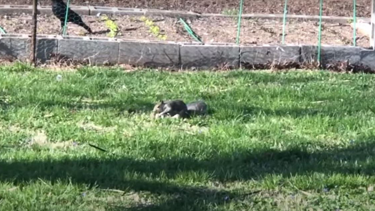 Σκίουρος σώζει το παιδί του από ένα κοράκι