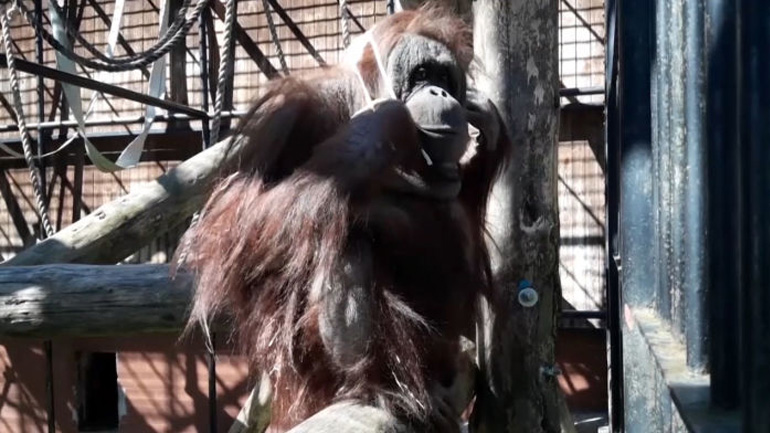 Ουρακοτάγκος προσπαθεί να φορέσει μια μάσκα Ουρακοτάγκος προσπαθεί να φορέσει μια μάσκα