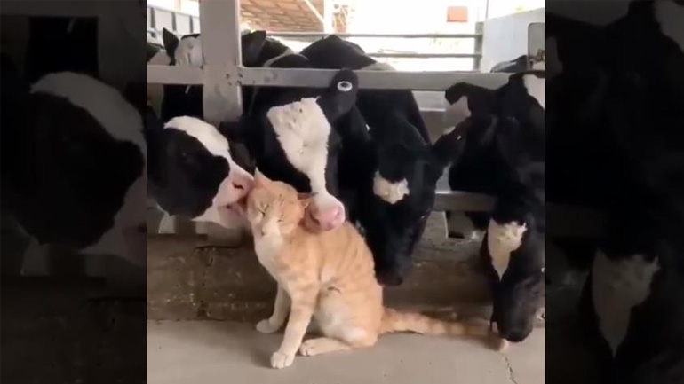 Η γάτα κάνει μπάνιο