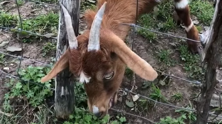 Εφεύρεση για τα κέρατα της κατσίκας