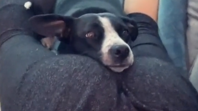 Σκύλος βρήκε σημείο να αράξει