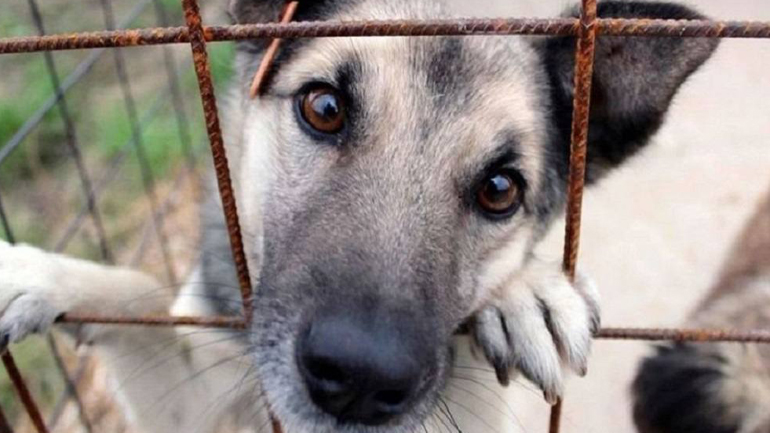 Κτηνωδία στη Θεσσαλονίκη: Νεκρό αδέσποτο από πυροβολισμό