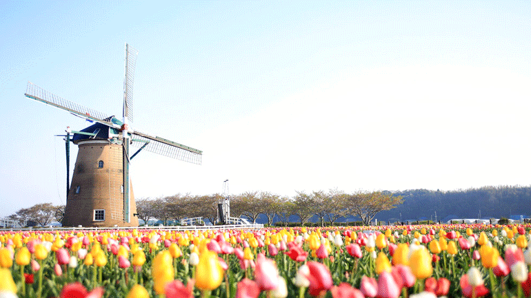 Ιαπωνία: Οι αρχές έκοψαν 100.000 τουλίπες για την αποφυγή συγκεντρώσεων