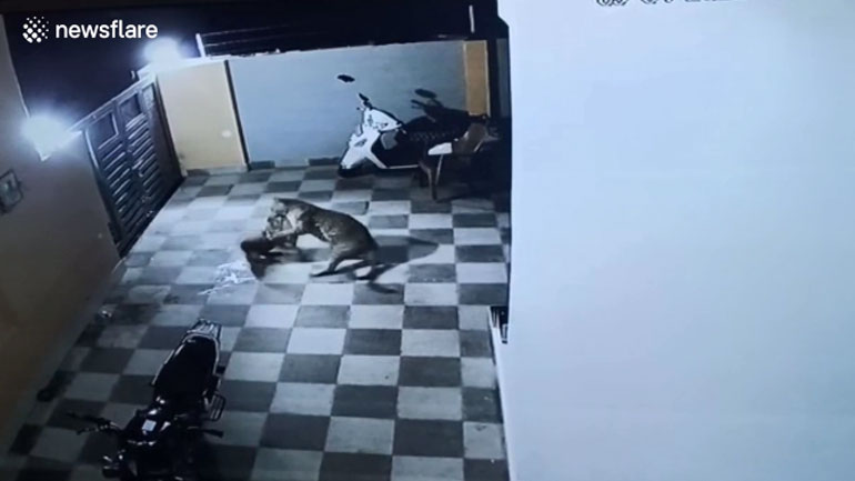 Σκύλος δίνει μάχη με λεοπάρδαλη και καταφέρνει να τη… γλιτώσει