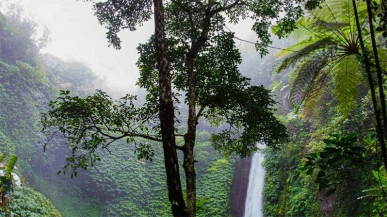 «Αντί για ανθρώπους, αγκαλιάστε δέντρα» προτρέπει η Δασική Υπηρεσία της Ισλανδίας