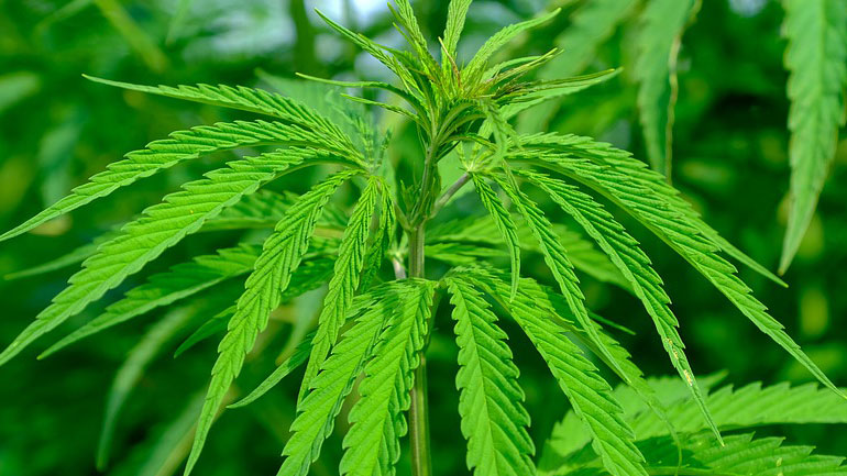 Η χρήση της κάνναβης συνδέεται με περισσότερο σεξ