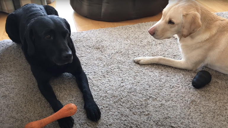 Δύο σκύλοι – ένας νικητής