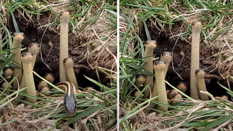 Φίδια τηρούν τους κανόνες της καραντίνας