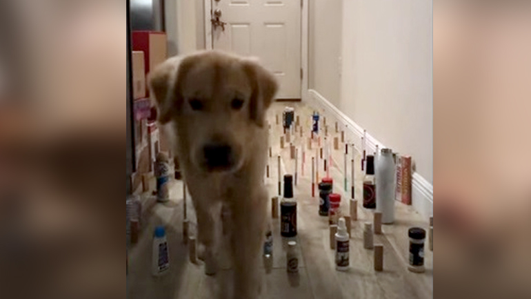 Ένας σκύλος με τη χάρη γάτας