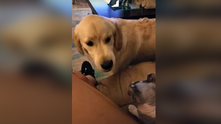 Γάτα «ζητεί» από σκύλο να διατηρεί τις… απαιτούμενες αποστάσεις