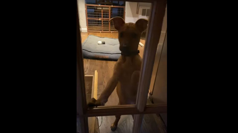 Όταν ο σκύλος σου σε κλειδώνει έξω από το σπίτι…