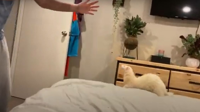 Αξιολάτρευτο φέρετ παίζει με το αφεντικό του