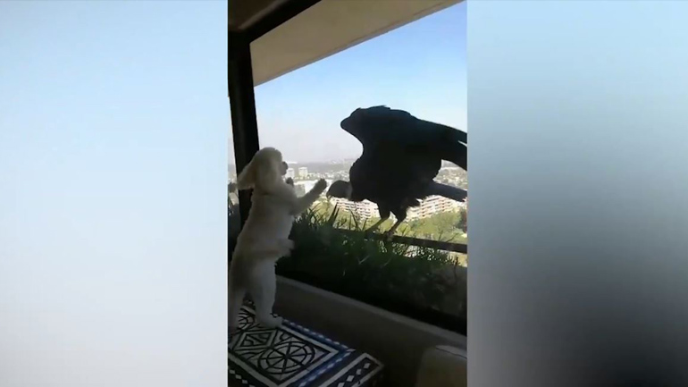 Γύπες «μαρκάρουν» σκυλάκια μέσα από τζαμαρία