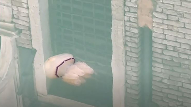 Μέδουσα κολυμπάει στα κανάλια της Βενετίας