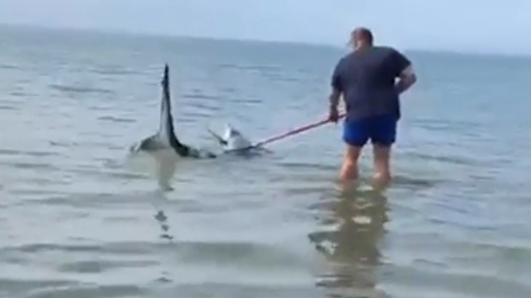 Η διάσωση καρχαρία 2,5 μέτρων που μπλέχθηκε σε δίχτυα