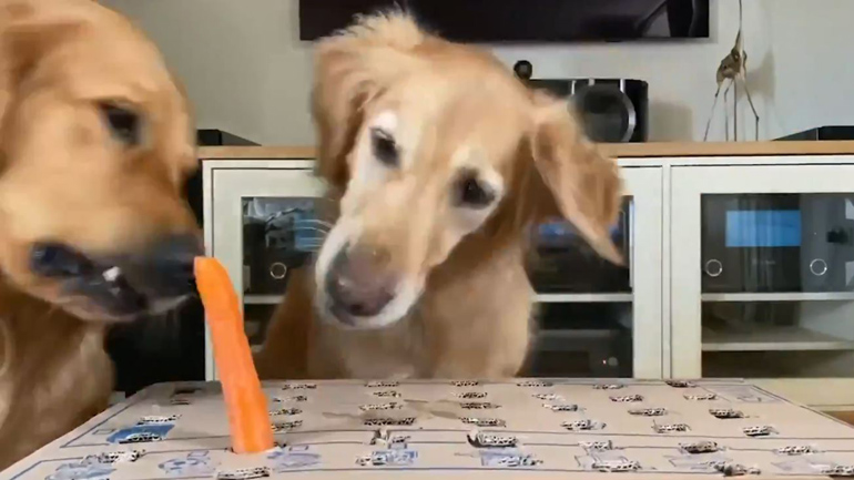 Πώς να παίξετε με τον σκύλο σας στο σπίτι